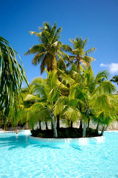 Palmy i basen — Zdjęcie stockowe