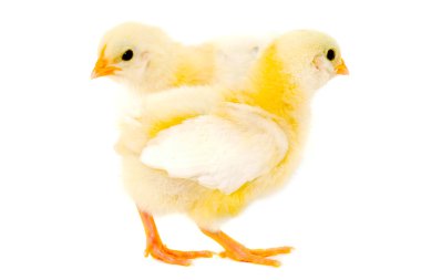 Two chicks clipart