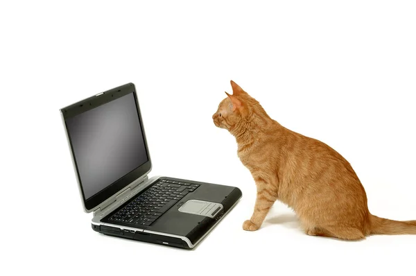 Cat sitting lokking at laptop — Stock Photo, Image