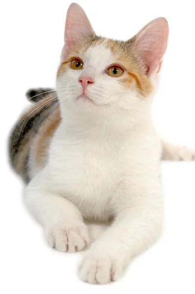 白色背景的猫 — 图库照片