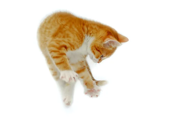 Прыгающий котенок — стоковое фото