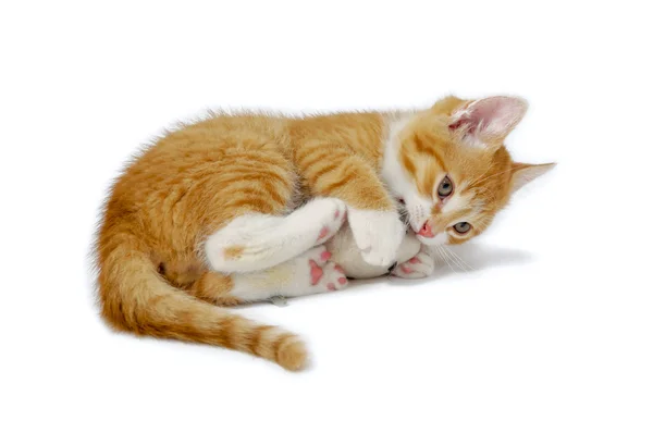 Kitten palying met muis — Stockfoto
