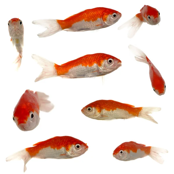 Colección Goldfish —  Fotos de Stock