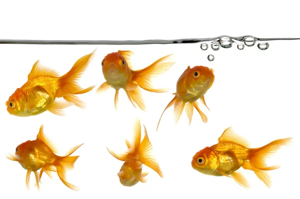 Waterline and gold fish — Stock Photo, Image