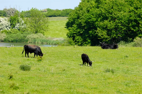 Vacas comendo grama — Fotografia de Stock