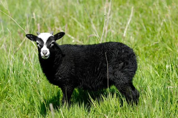 黑羊 — 图库照片
