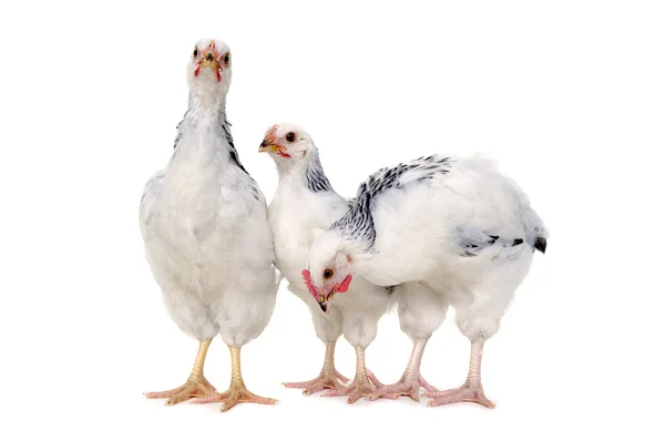 Standing chickens — Stock Photo, Image