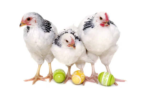Slepice a velikonoční vajíčka — Stock fotografie