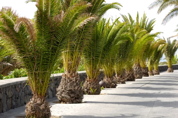 Righe di palme — Foto Stock