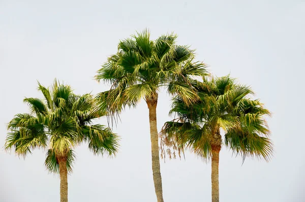 三个棕榈树 — 图库照片