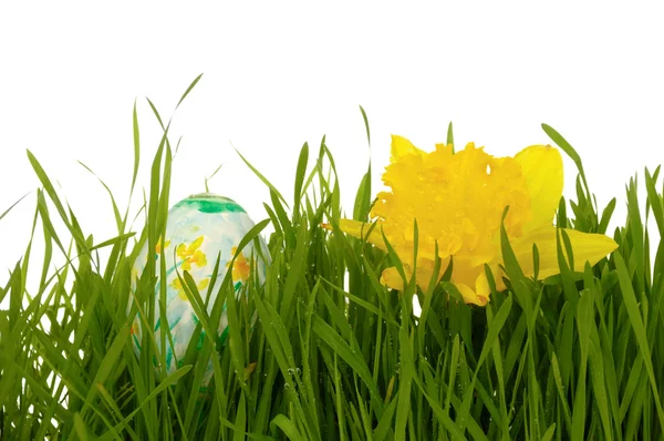 Easter egg and daffodil — Stock Photo, Image