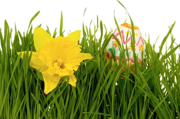 Daffodil and easter egg — Stock Photo, Image