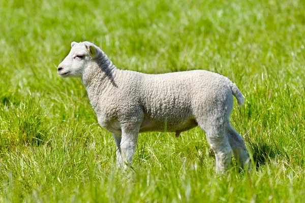 复活节的羔羊 — 图库照片