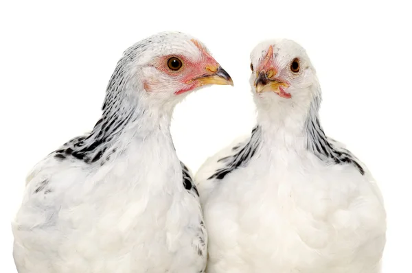 Pollos —  Fotos de Stock