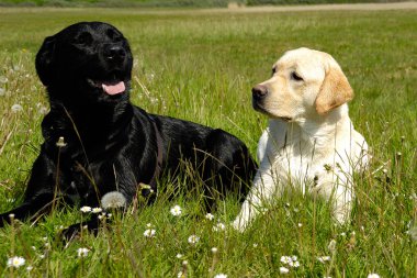 Black and white dogs clipart