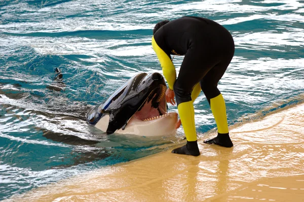 Az ember és a Kardszárnyú delfin — Stock Fotó