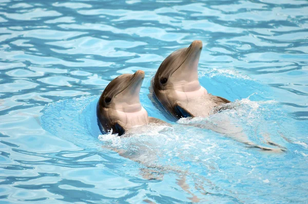 Corrida de golfinhos — Fotografia de Stock