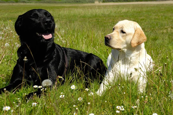 Schwarze und weiße Hunde — Stockfoto