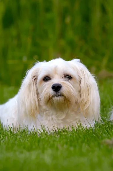 Perro blanco en la hierba —  Fotos de Stock