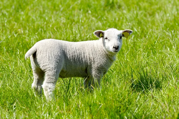 在绿色草地上的羔羊 — 图库照片