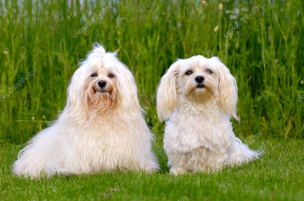 Two Bichon Havanais dogs — Stock Photo © c-foto #5286876