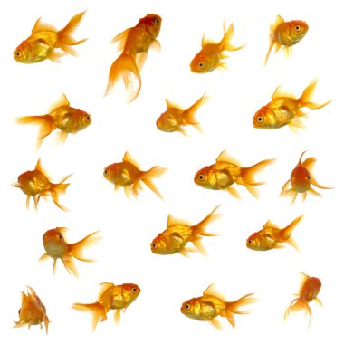 Gold fish collection clipart