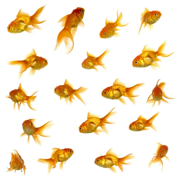 Guld fisk samling — Stockfoto