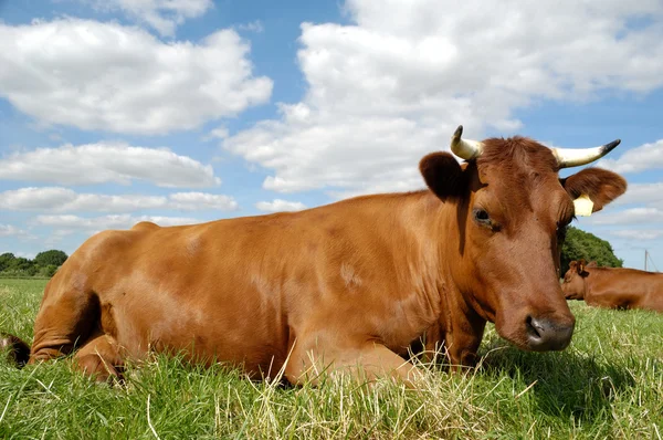 Resting cow — Stock Photo, Image