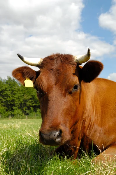 Cara de vaca — Fotografia de Stock