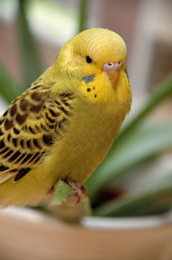 Yellow budgie clipart