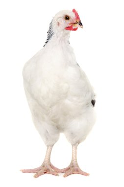 Hen on white background clipart