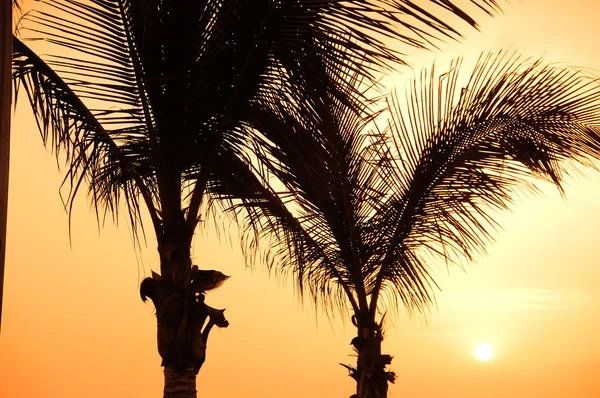 Palm en zonsondergang — Stockfoto