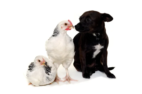 stock image Puppy dog and chickens