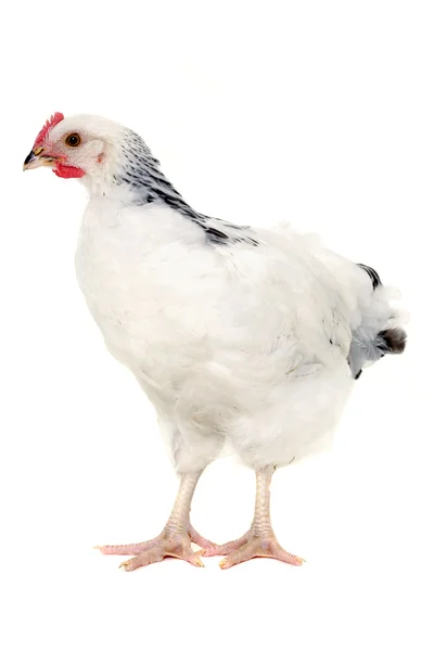 Курица изолирована на белом фоне — стоковое фото