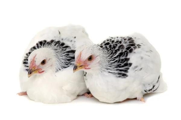 Dwa kurczaki — Zdjęcie stockowe