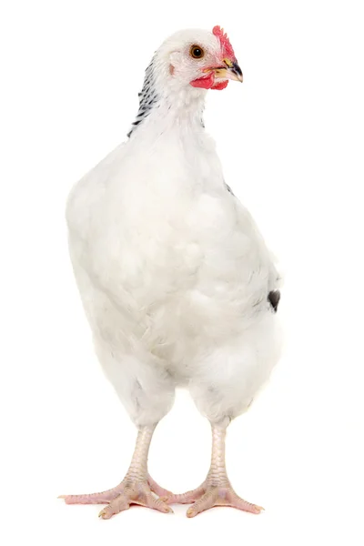 Kura na białym tle — Zdjęcie stockowe