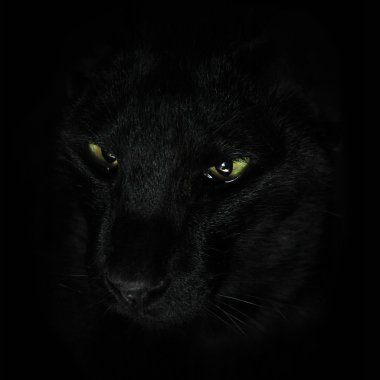 Black cat on black background clipart