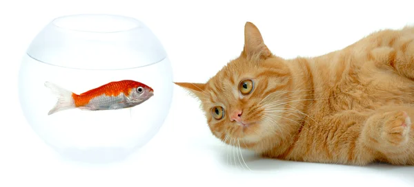 Кошка и рыба — стоковое фото