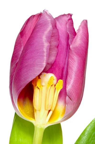 Tulipan na białym tle nad białym — Zdjęcie stockowe