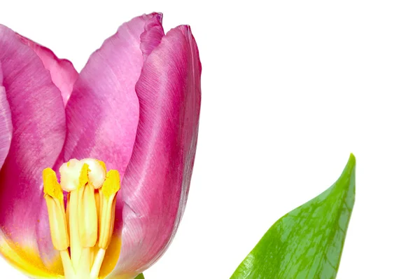 Tulipán na bílém pozadí — Stock fotografie