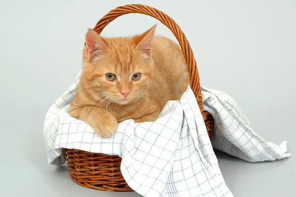 Kočka v košíku — Stock fotografie