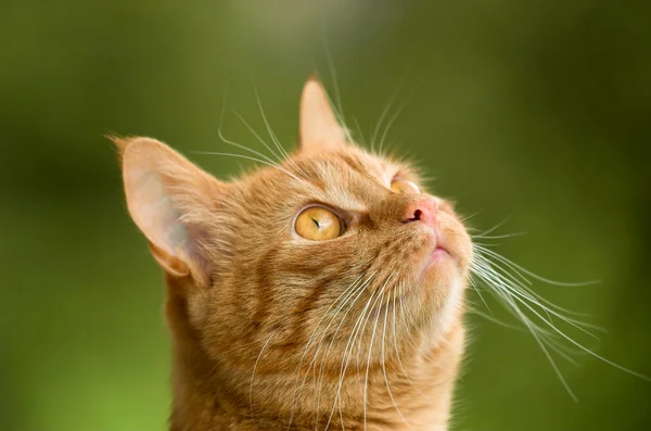 Cat está mirando hacia arriba — Foto de Stock