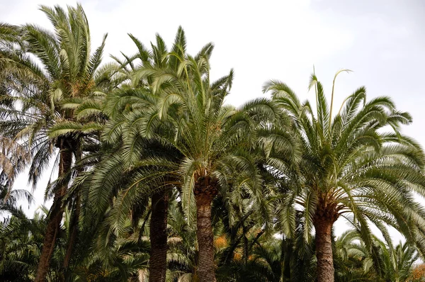 棕榈林 — 图库照片