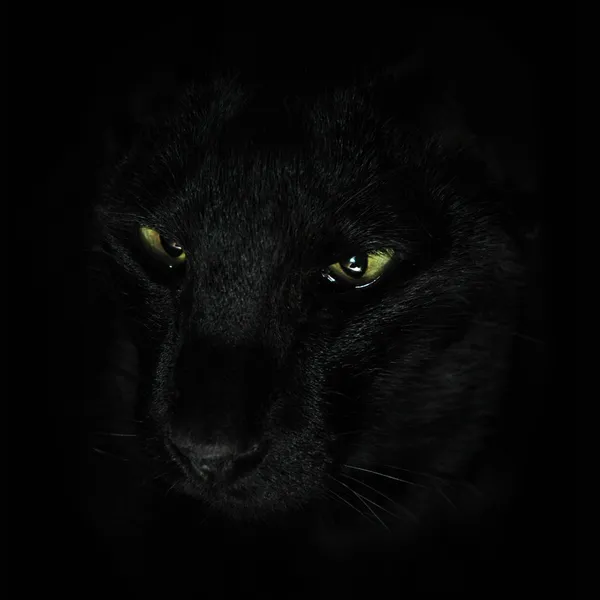 Chat noir sur fond noir — Photo