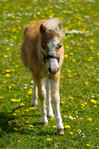 Junges Pferdefohlen auf dem Feld — Stockfoto