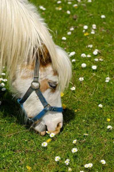 Häst äter grönt gräs — Stockfoto