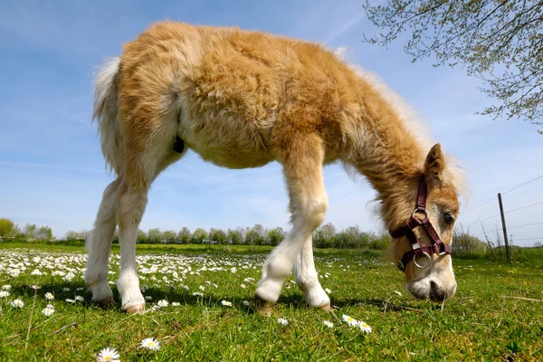 Кінь лоша їсть зелену траву — стокове фото