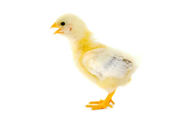 Newborn Chicken — Stock Photo, Image
