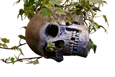 Skull in Ivy clipart