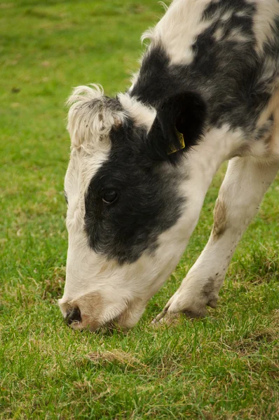 Cow Chewing Grass — Stock Photo, Image